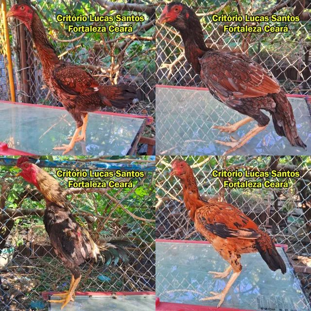 Galinhas aqui - Foto 4