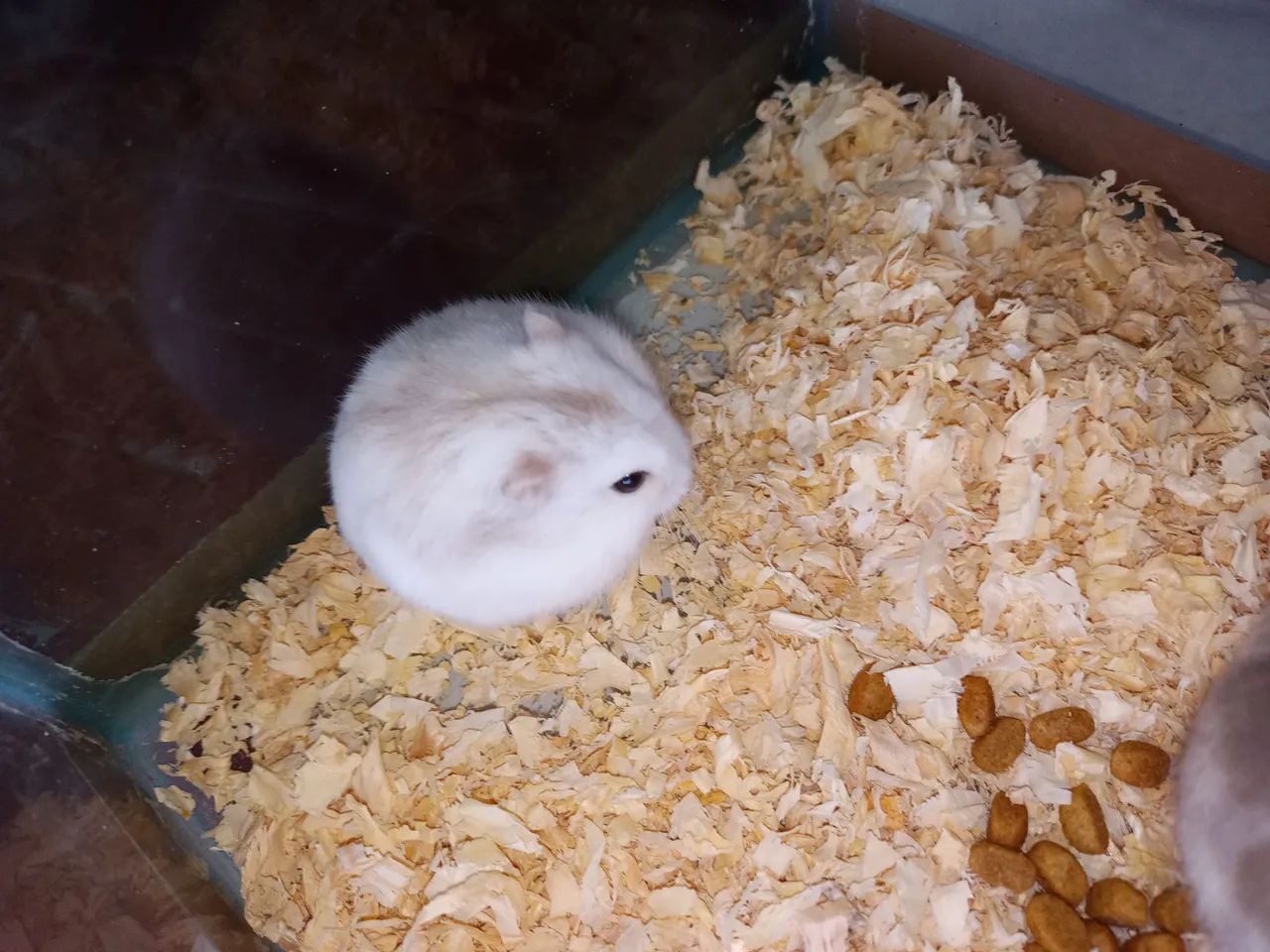Hamster - Anão russo - Foto 3
