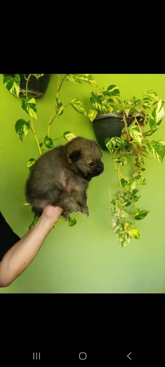 Vendo spitz alemão  - Foto 4