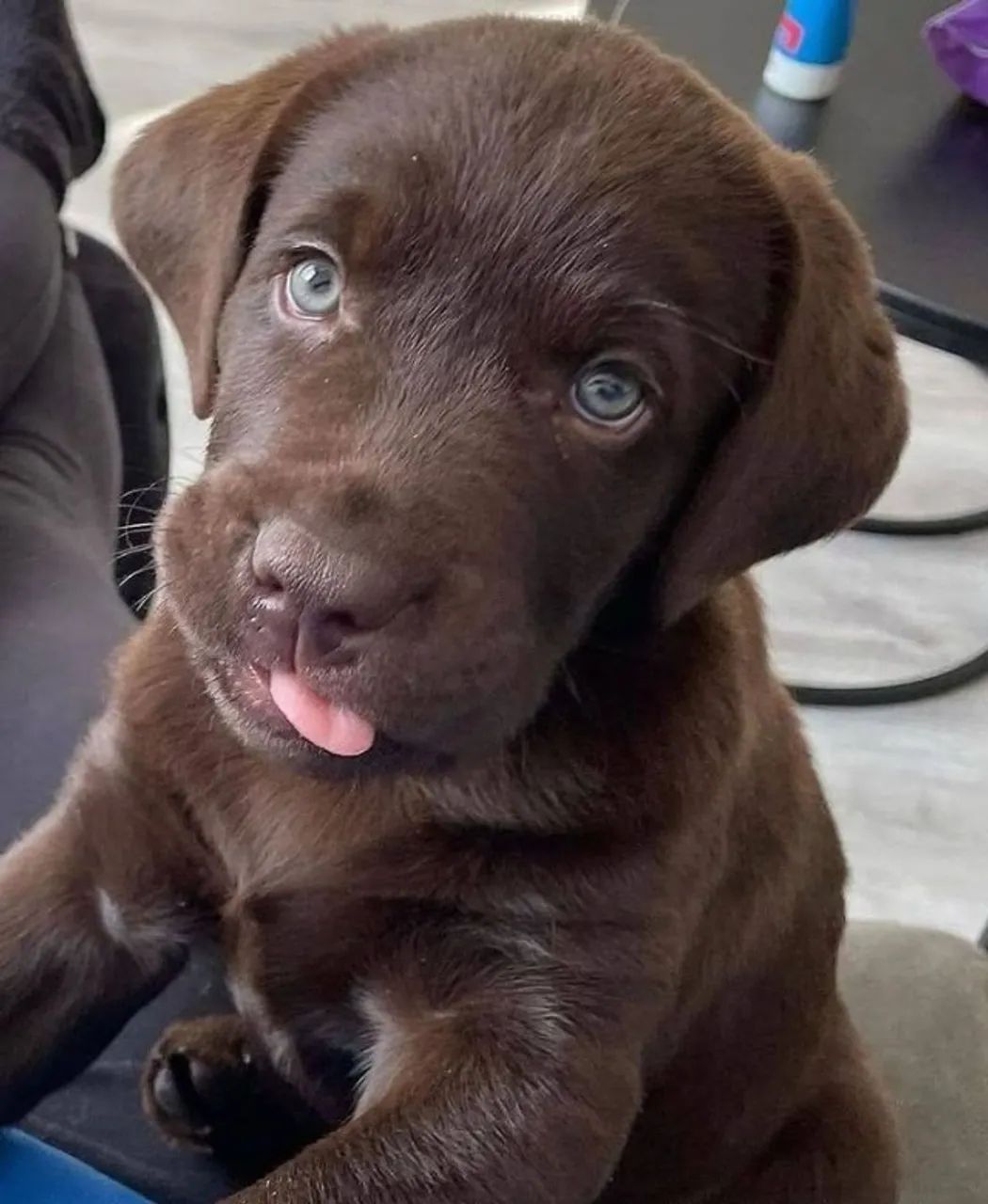 labrador com garantias