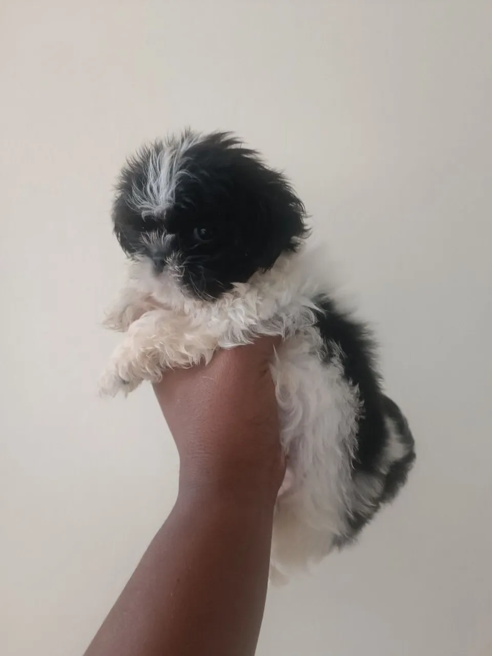 Shih Tzu filhote