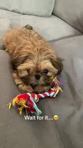 Filhote Shih Tzu Fofo e Brincalhão