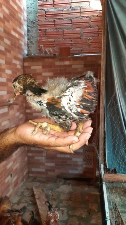 Franguinhos GSB - Foto 5