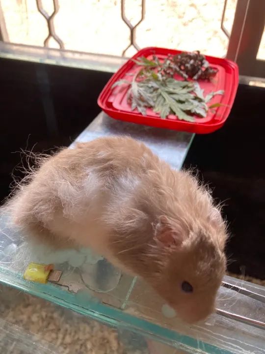 Hamster fofin Macho para venda  - Foto 4