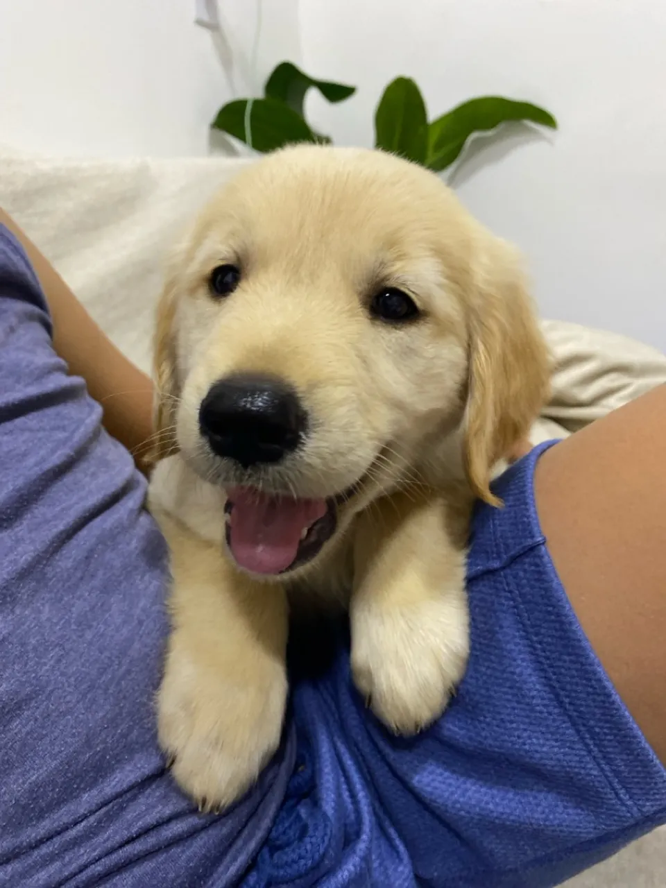 Filhote de Golden Retriever MACHO!