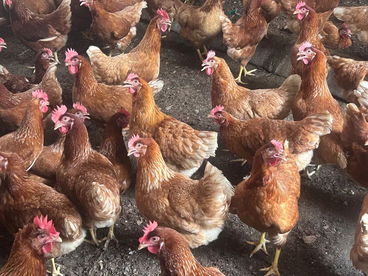 Galinhas de postura em produção  - Foto 5