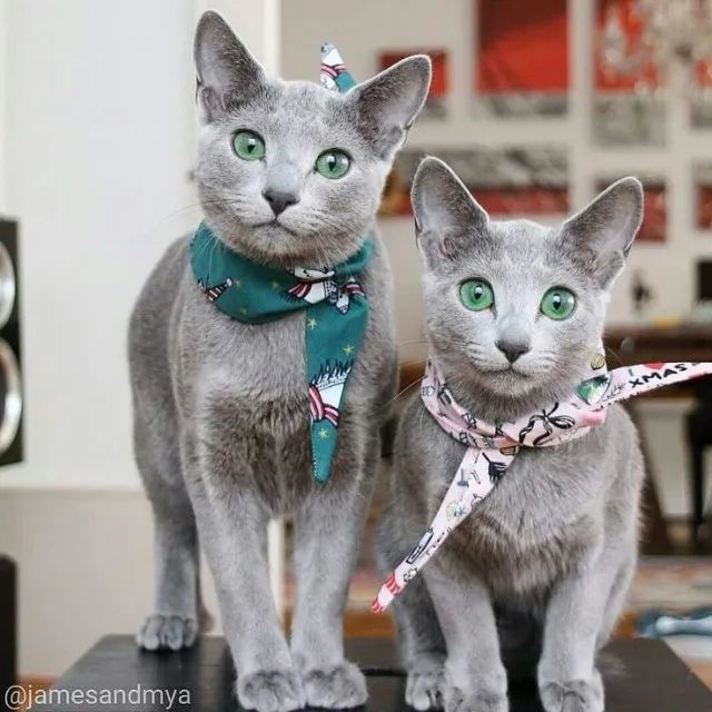 Belíssimos Gatinhos Russian Blue 