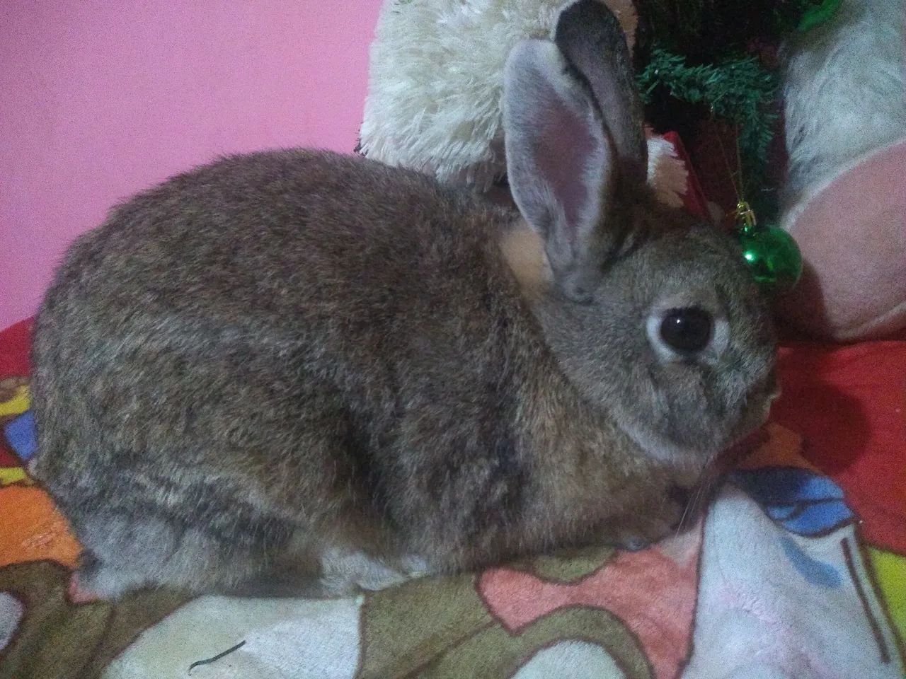 Vende se coelha fêmea 64650777725059120