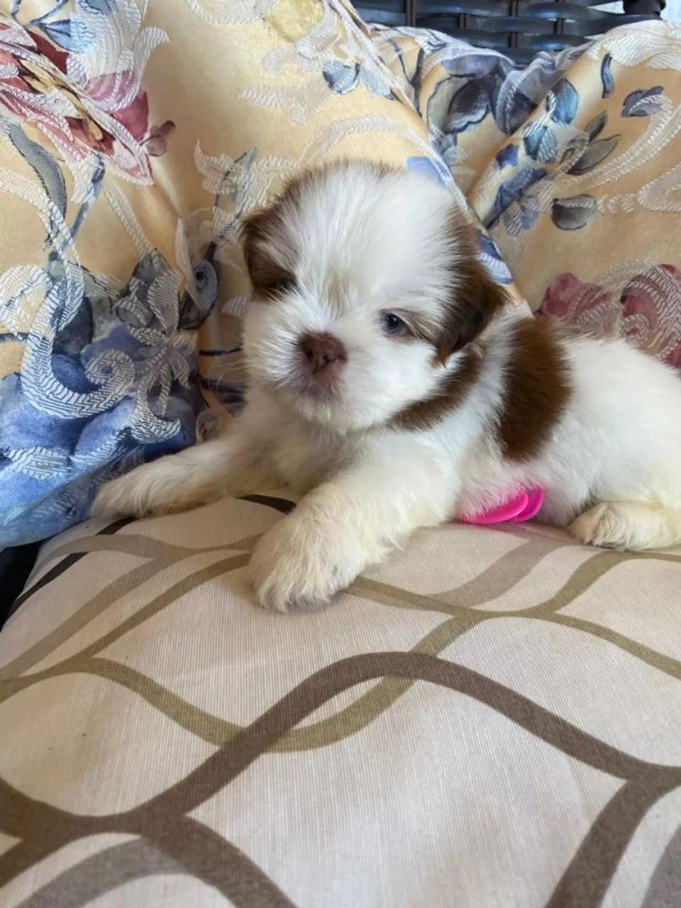 Vendo Shih Tzu fêmea e macho - somente venda - Foto 3