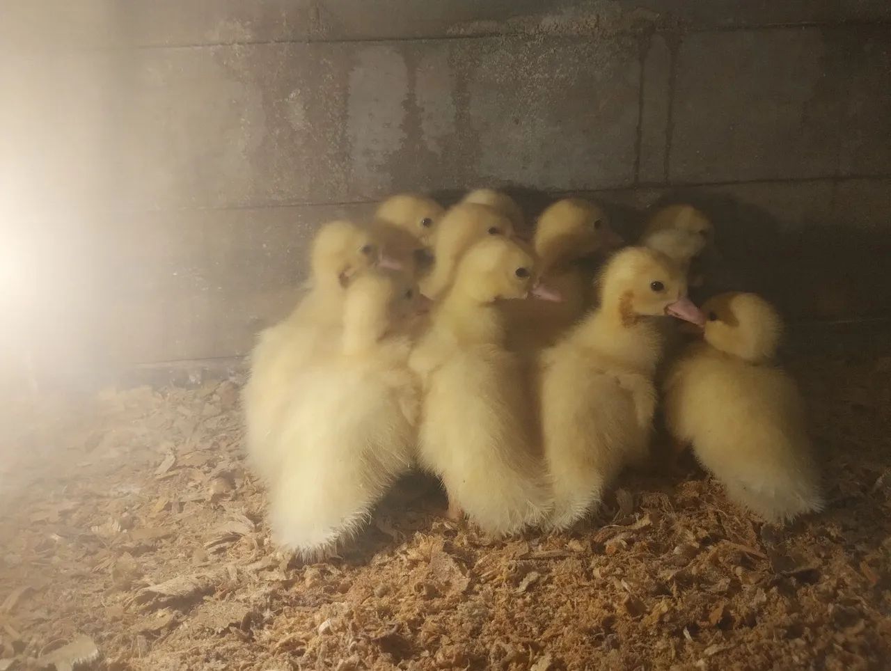 Filhotes de Patos Gigante Alemão 