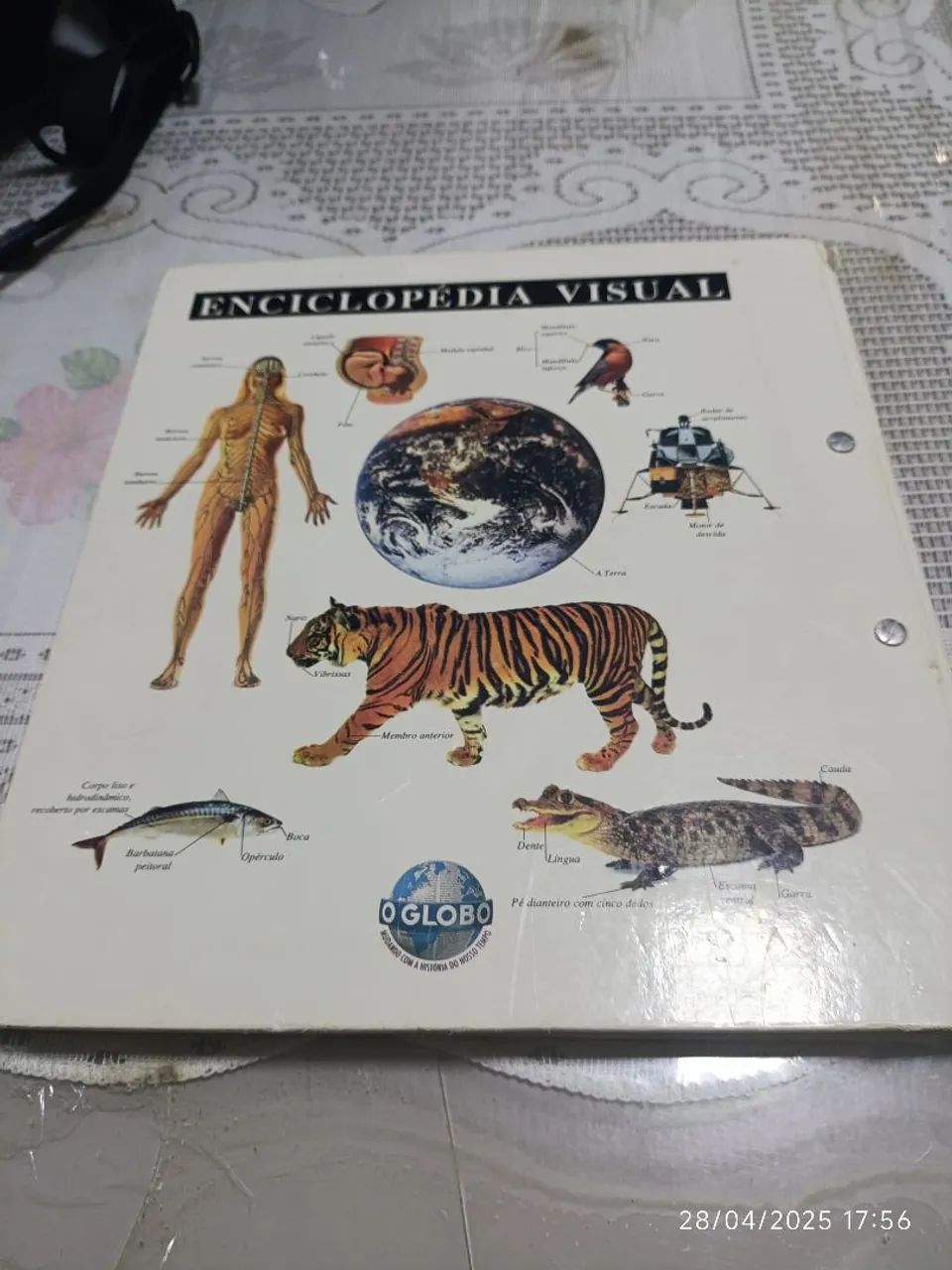 Enciclopédia Visual Corpo Humano, Animais, Terra e Universo - Foto 2