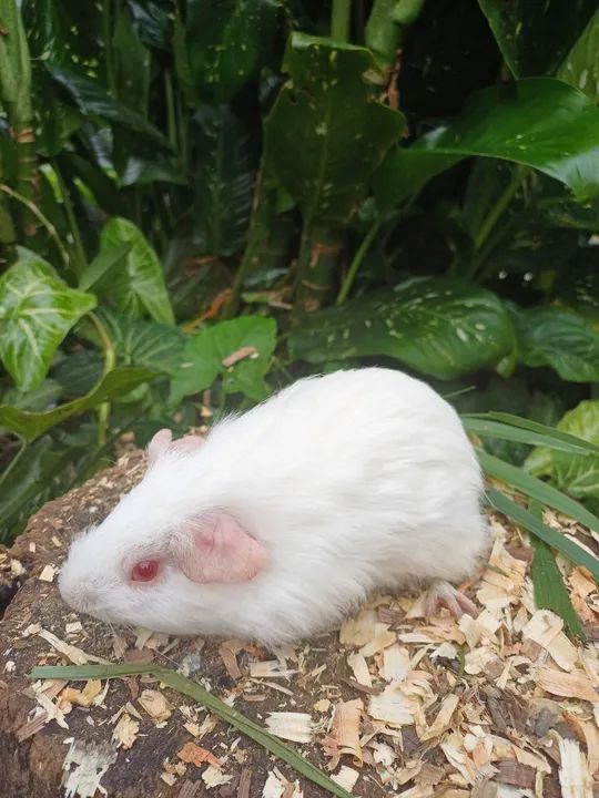 Porquinhos da india - Foto 4