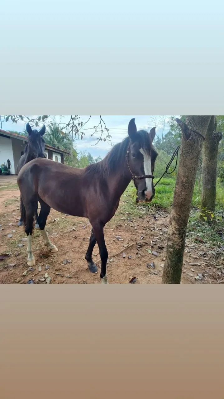 Potra manga larga Paulista Pura - Foto 2