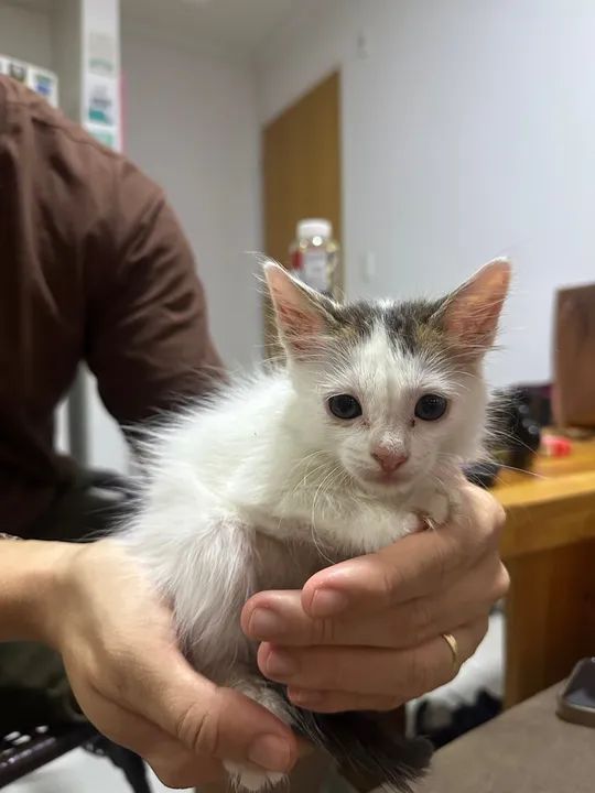 Gatinha disponível para adoção - Foto 3