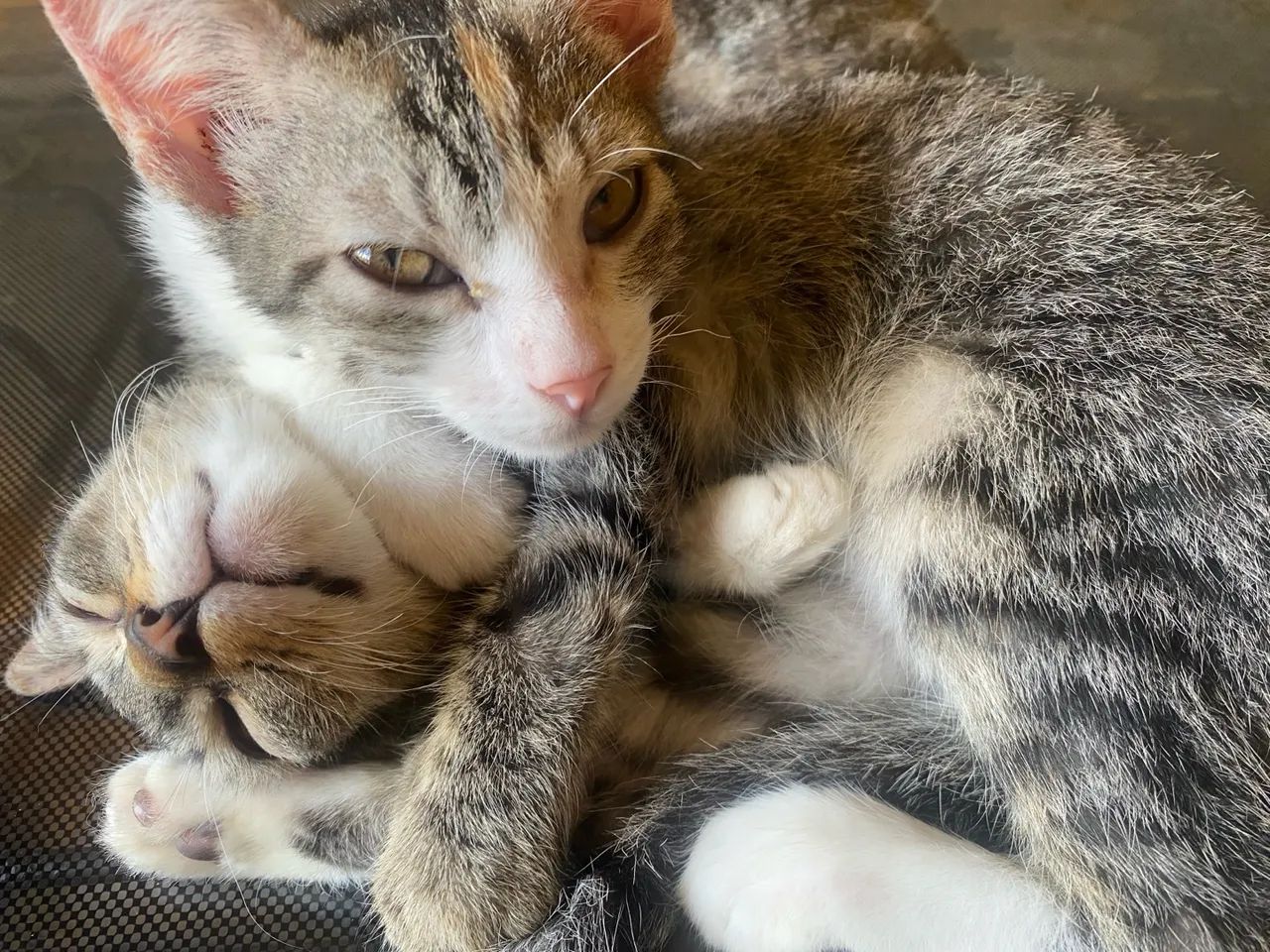 Dois gatinhos fofinhos para adoção