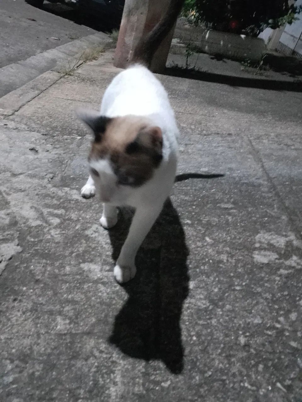 Doação gata castrada sem dono - Foto 4