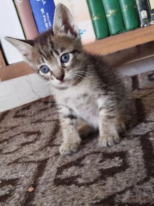 Doando gatinho lindo filhote macho - Foto 2