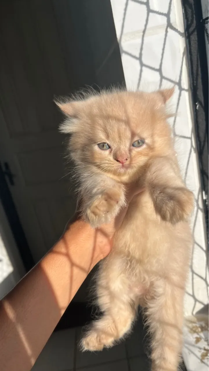  Gato Persa