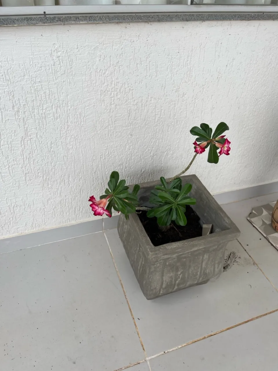 Linda Flor do Deserto em Vaso Decorativo