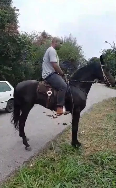 Cavalo manga larga machador