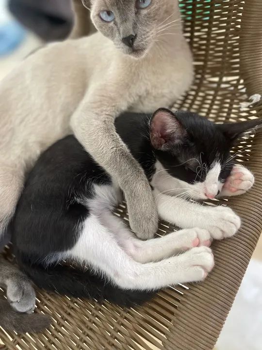 Para doação um macho e uma fêmea  - Foto 3