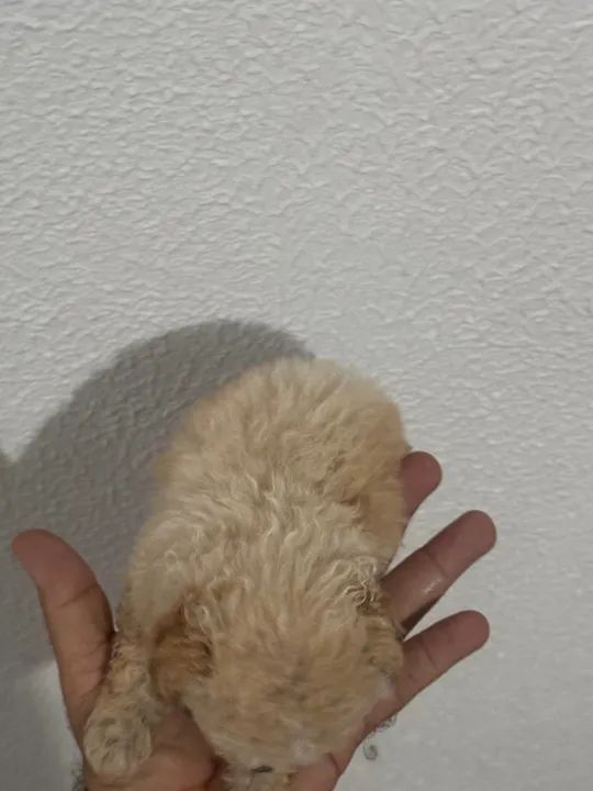 Filhote de Poodle tou 300 gramas - Foto 3