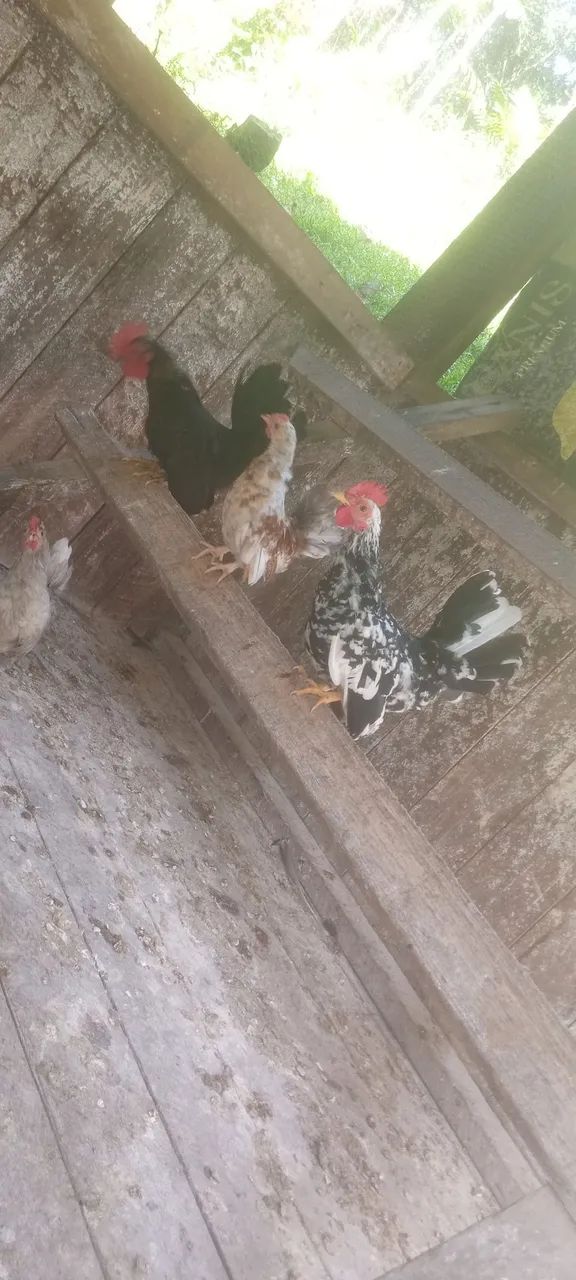 Frangos da raça Nagasaki  - Foto 5