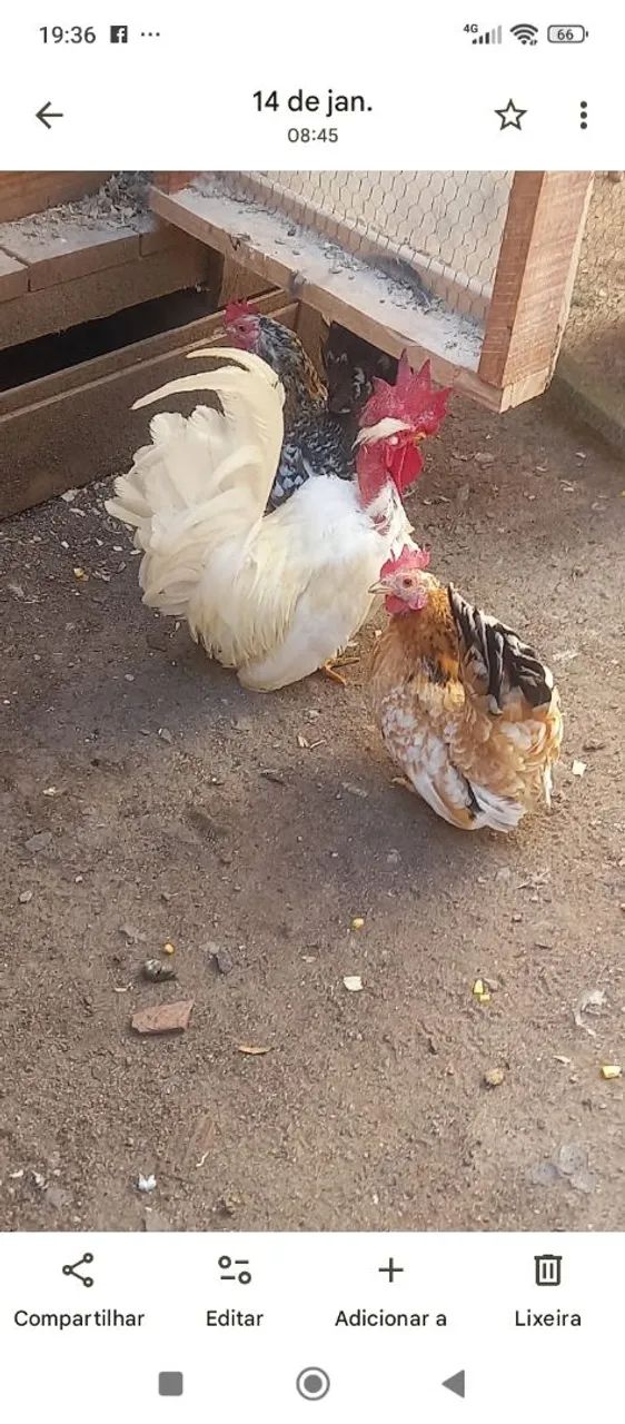 Vendo garnizé Nagasaki  - Foto 3