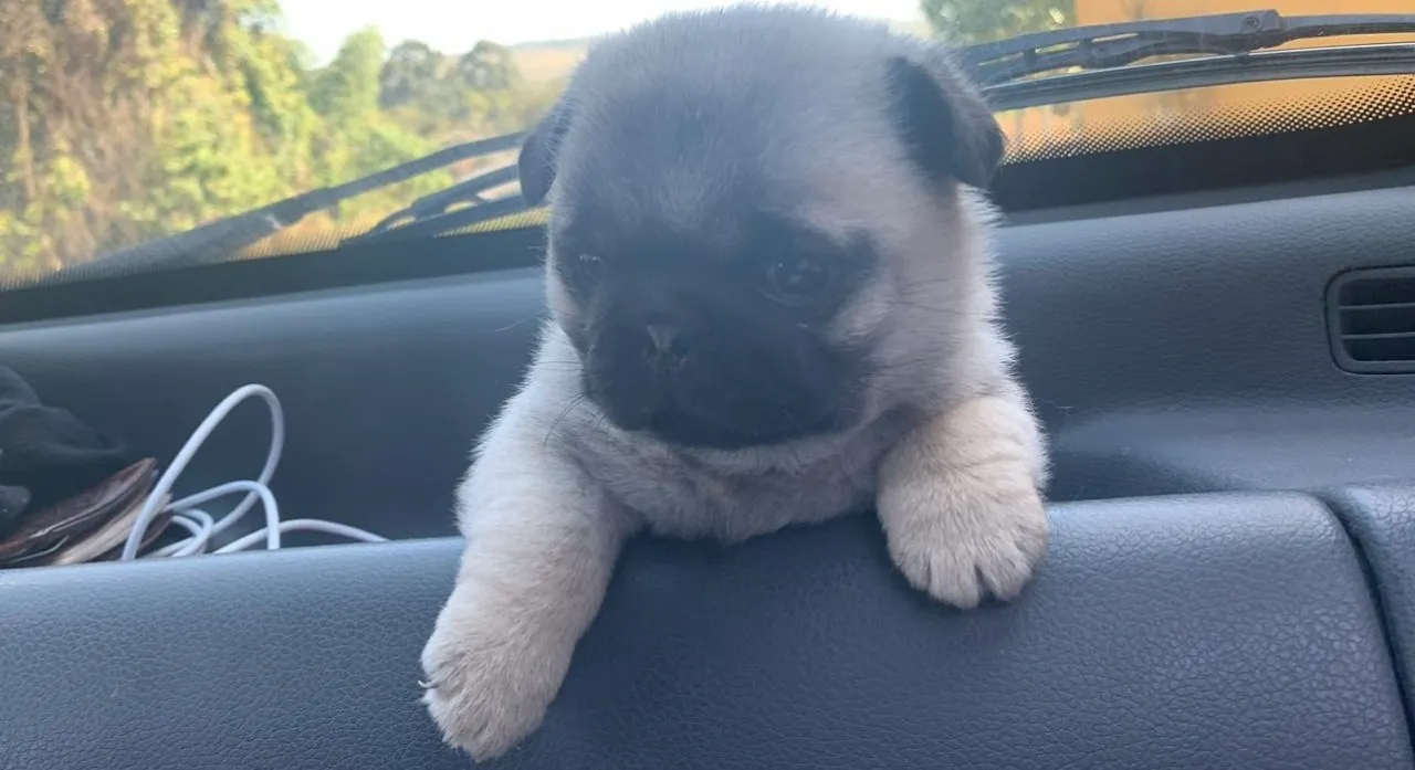 Pug um filhote charmoso e cheio de personalidade