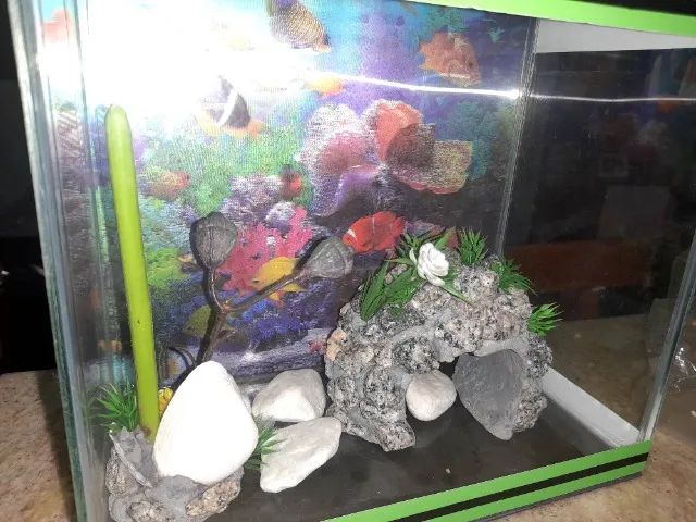 Aquário pequeno com enfeites  - Foto 4