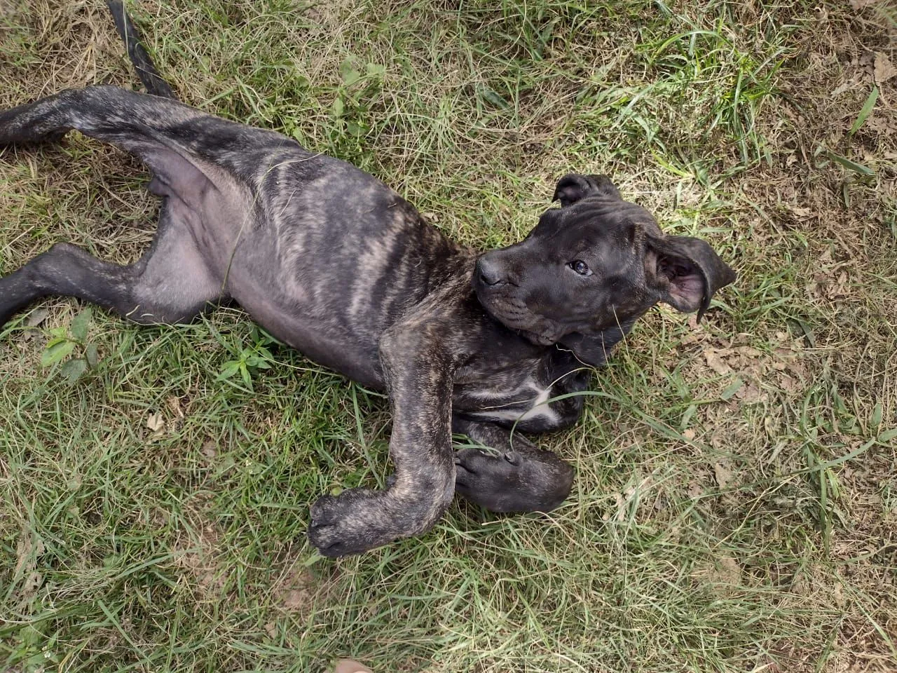 Filhote Fêmea de Fila Brasileiro a venda