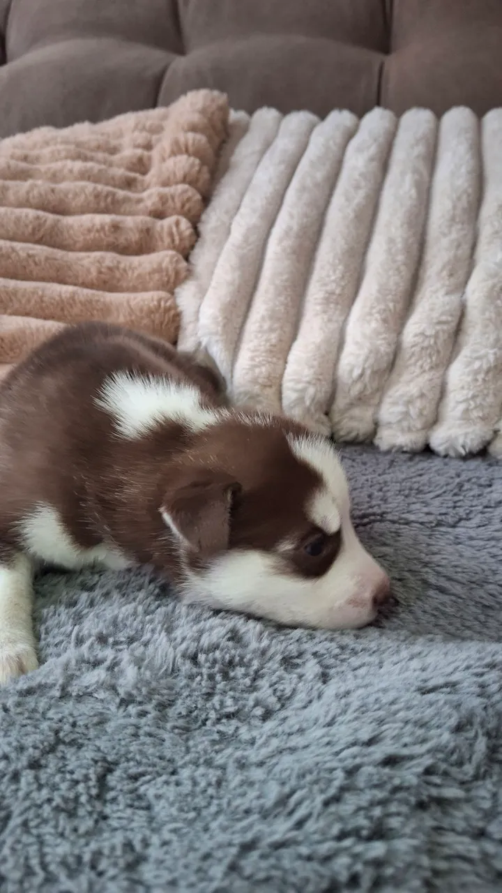 Filhotes de Huskys