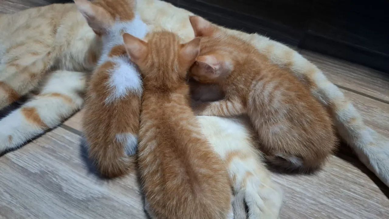 Gatinhos Machos para adoção - Foto 3