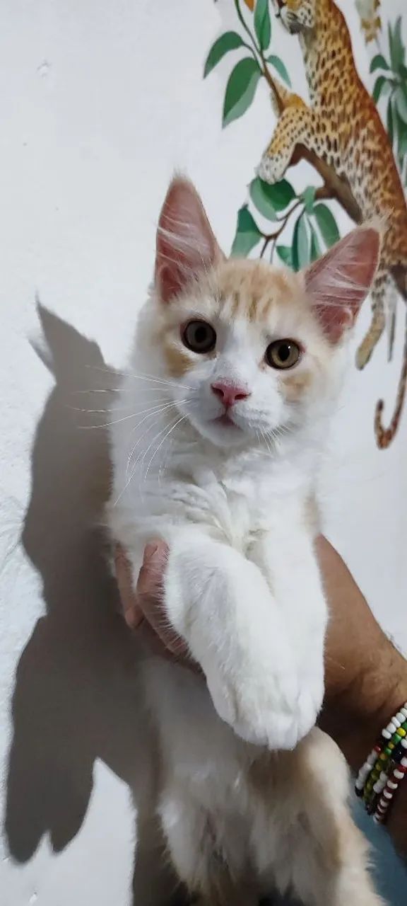 Gatos Maine coon  - Foto 4