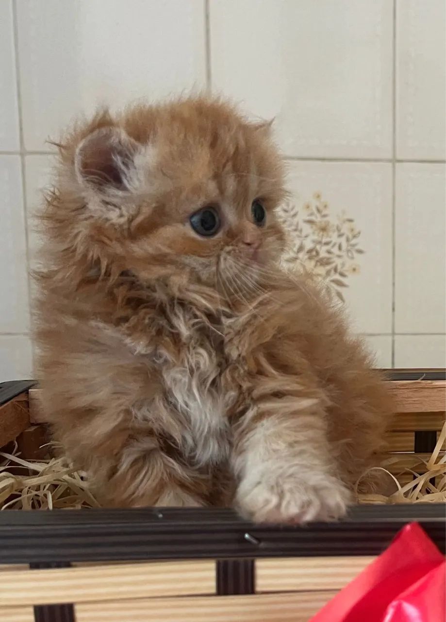 Temos persas para hoje 