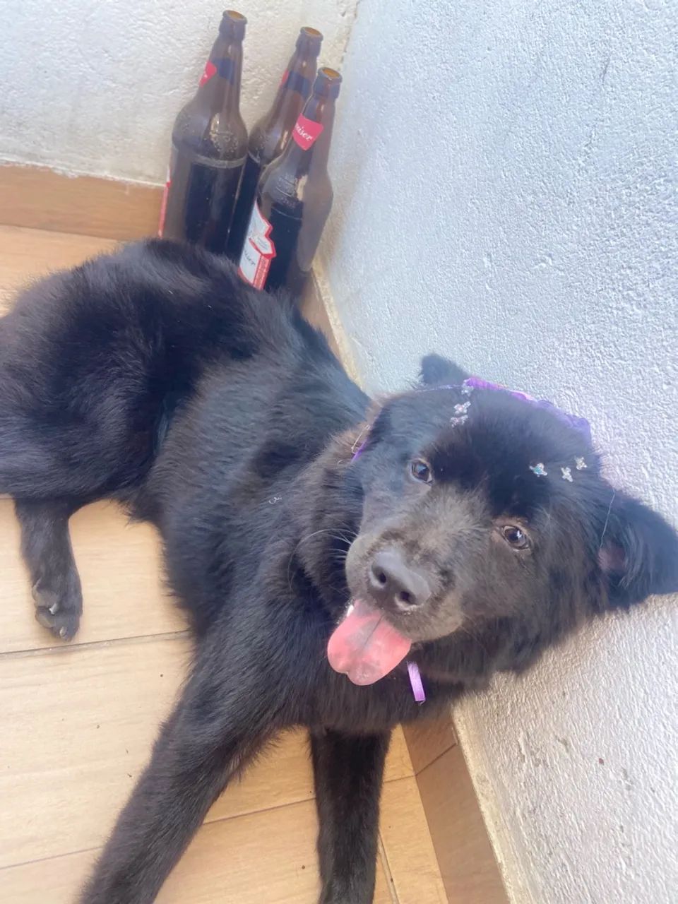 Doação de cachorra 