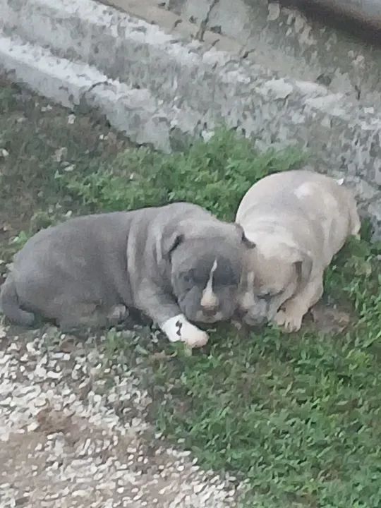 Filhote de American Bully - Foto 3
