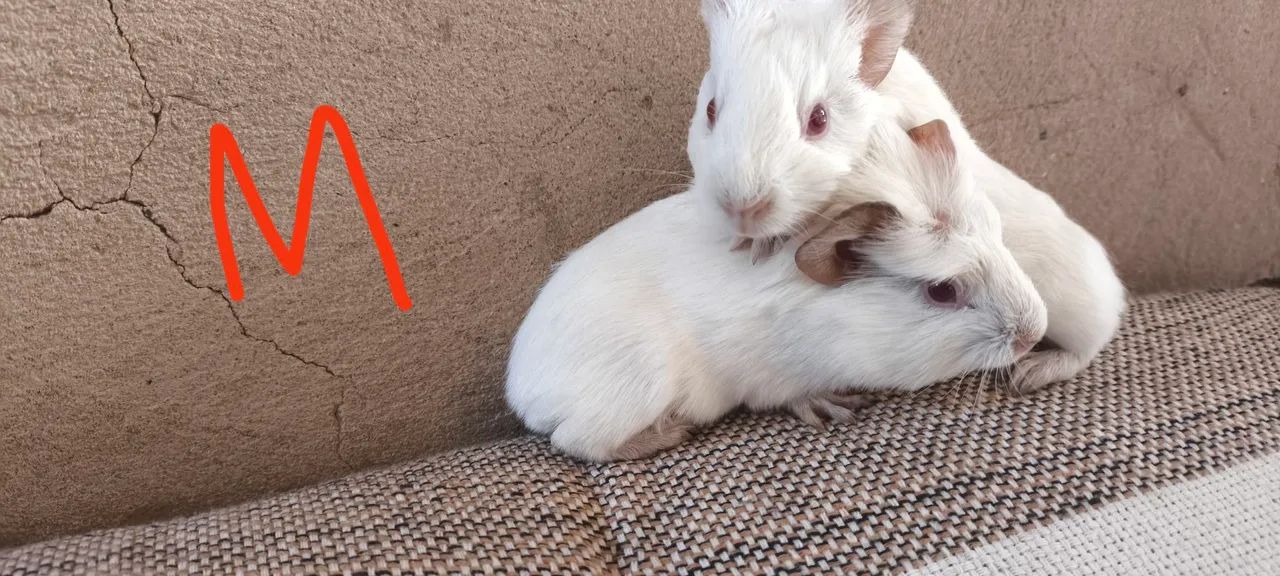 Porquinho da índia  - Foto 2