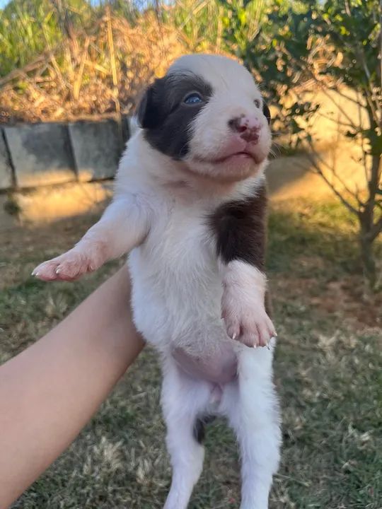 Boder collie  - Foto 5