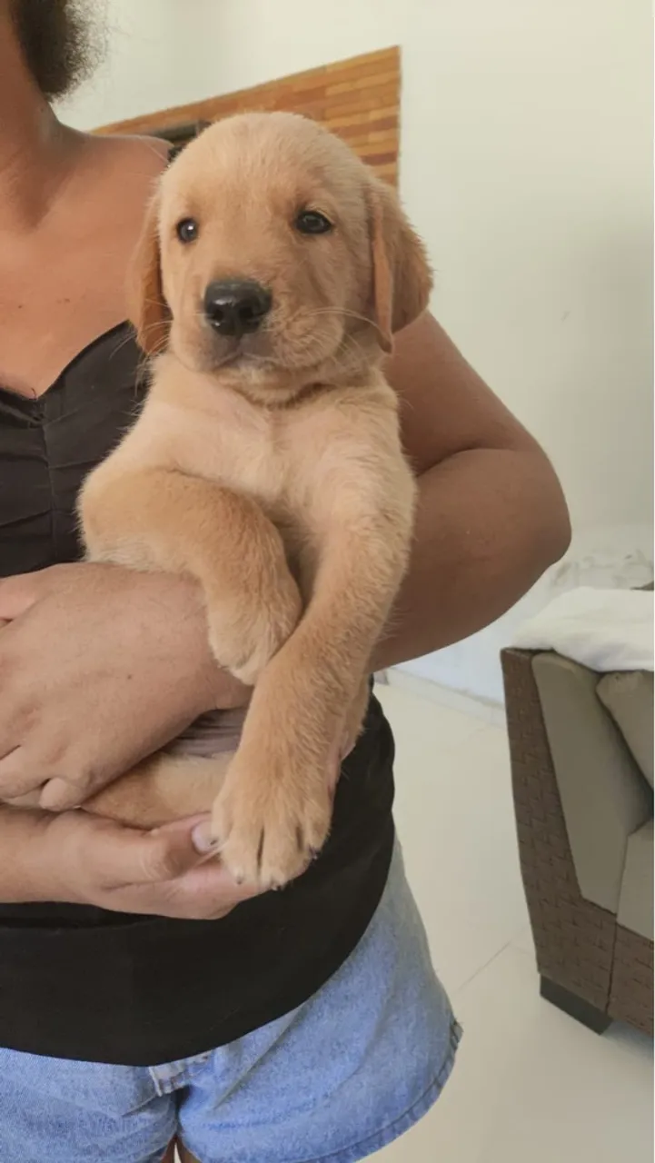 Filhote de Labrador Macho e Fêmea - Fofo e Carinhoso