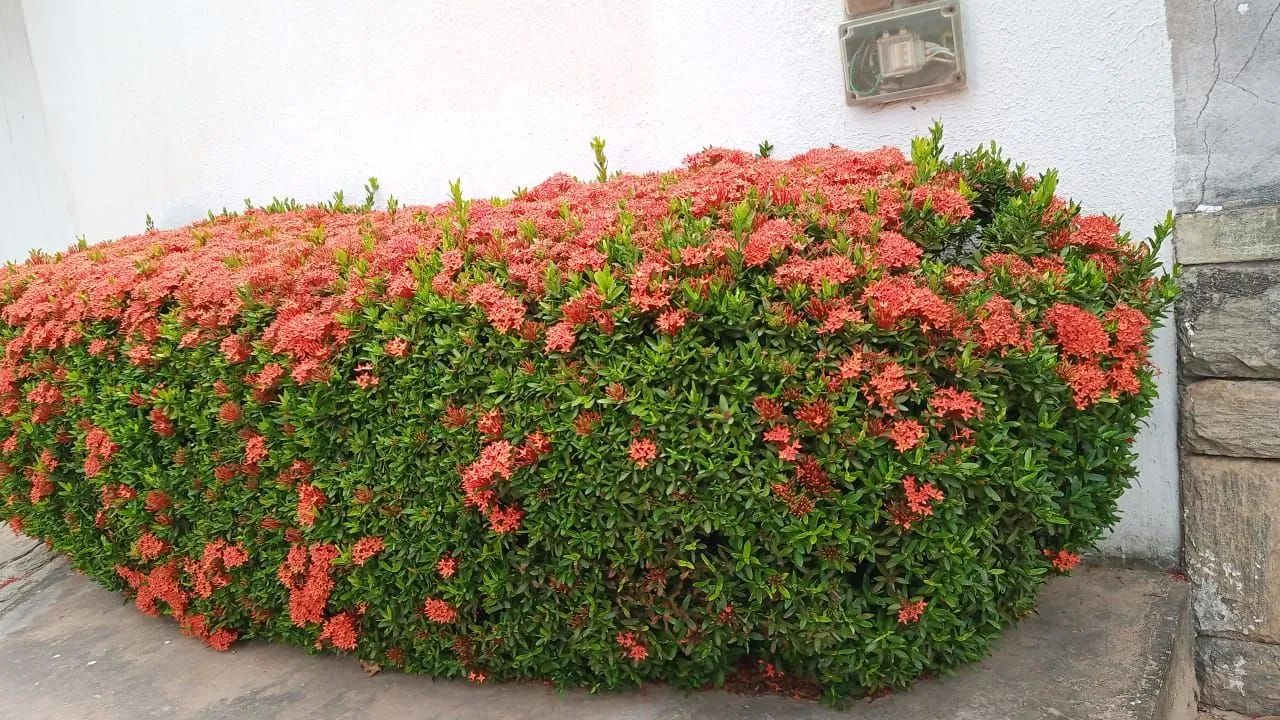 Jardinagem em geral .. - Foto 4