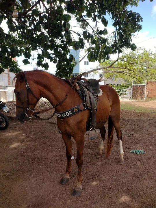 Égua de passada muito boa..