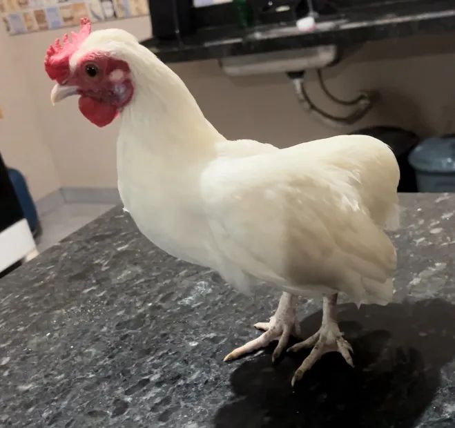 Garnize modelado - Foto 2