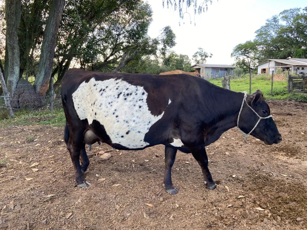 Vaca Jersey com Australiana - Leiteira - Foto 2