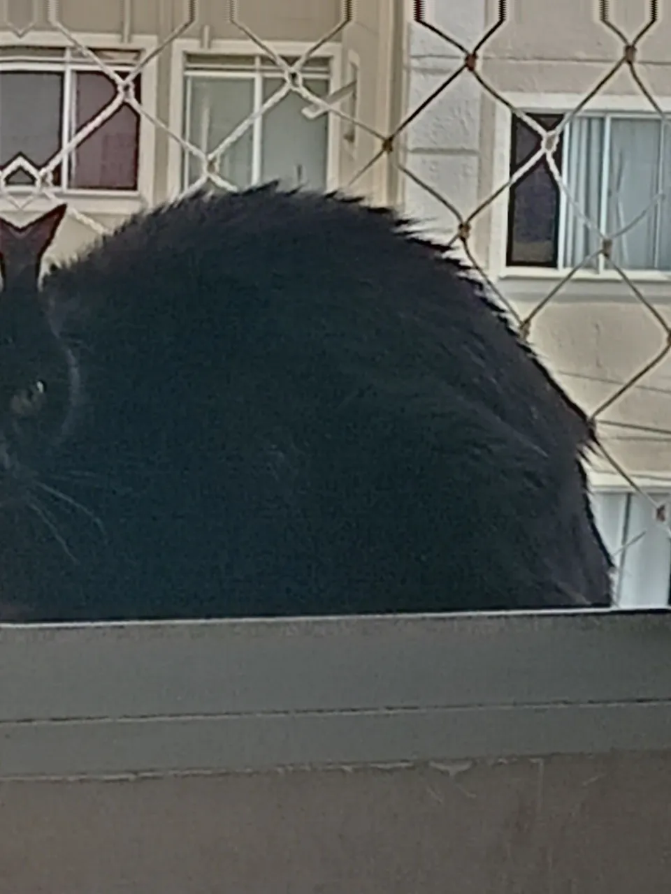 Gatinho preto para adoção
