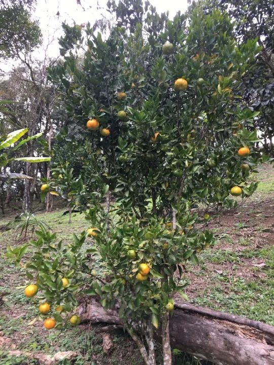 Chácara perto de Curitiba  - Foto 7