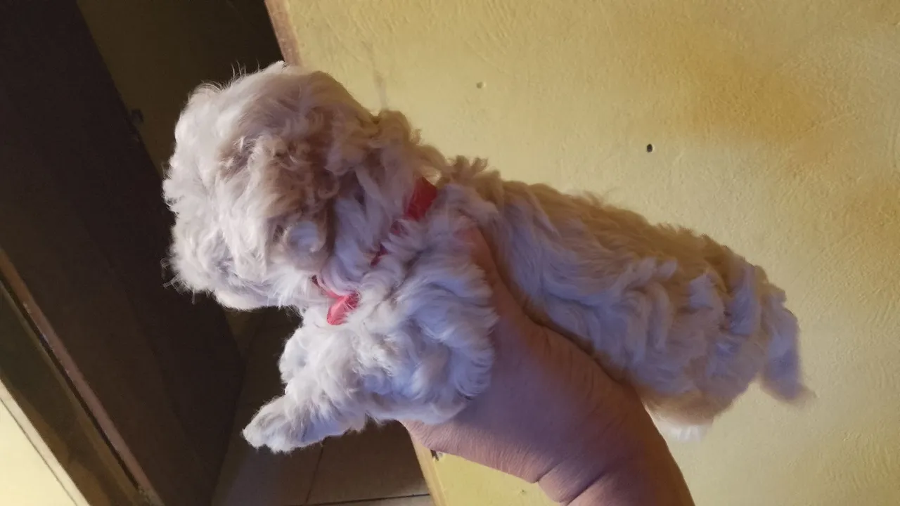 Filhote de Poodle