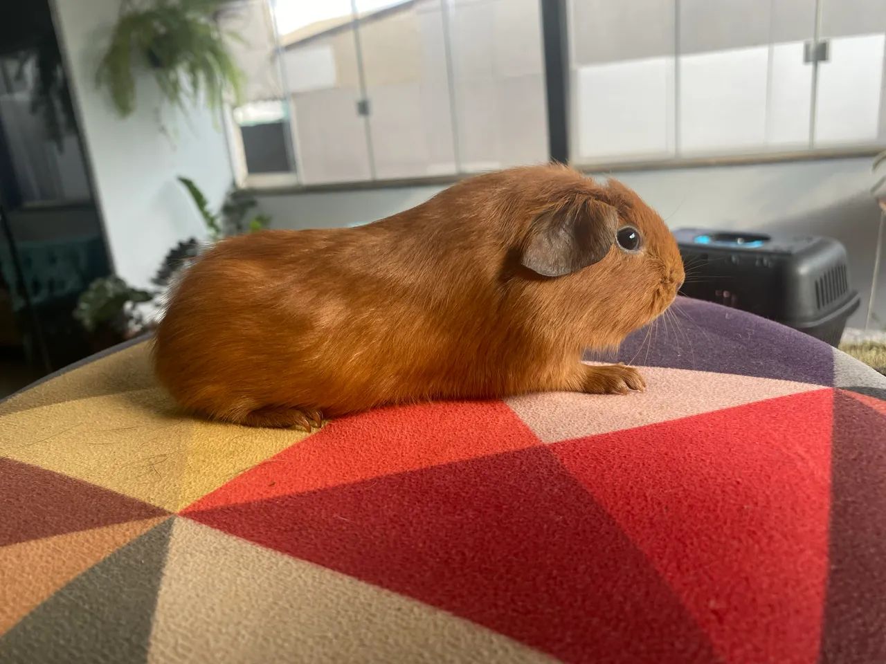 Porquinho da Índia Inglês Europeu 