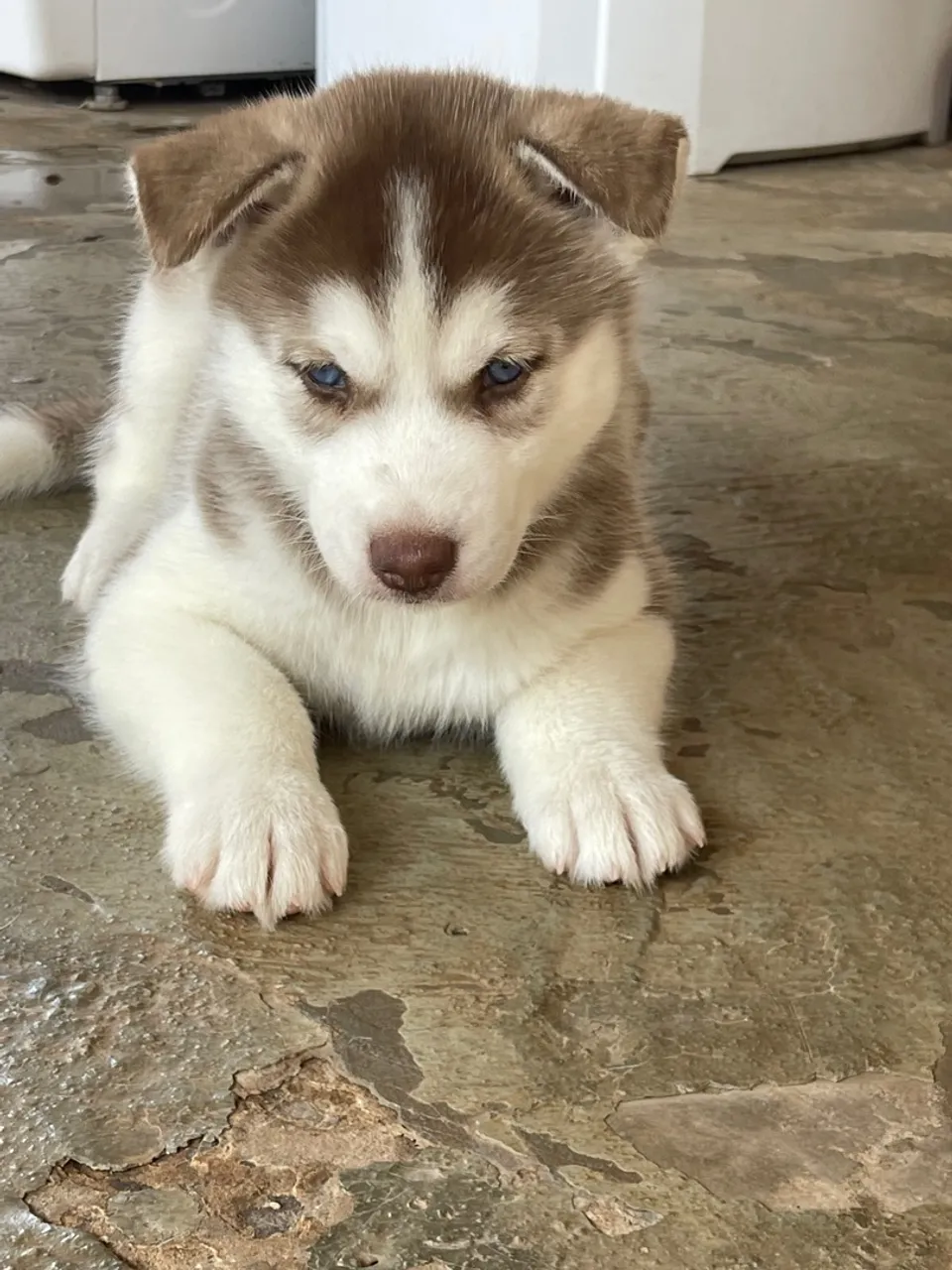 Filhote de husky siberiano