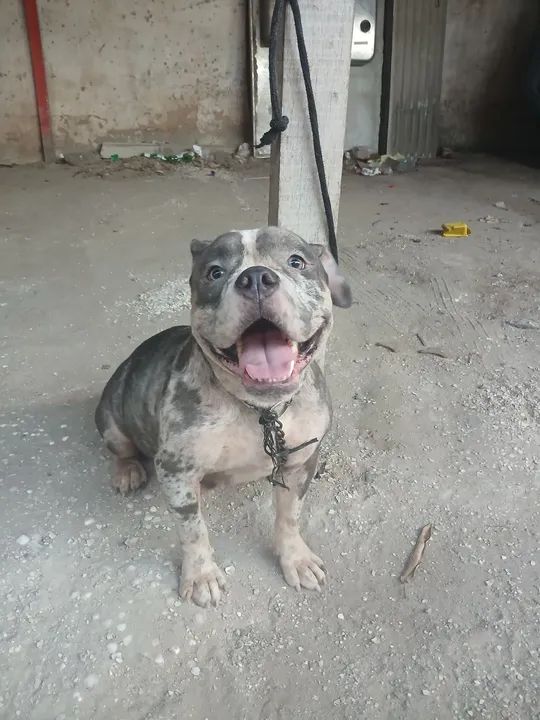 Filhote de American Bully - Foto 4